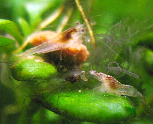 コリドラスの餌を食べるミナミヌマエビの赤ちゃん